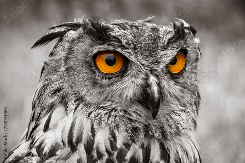 expressive eyes of an owl of prey