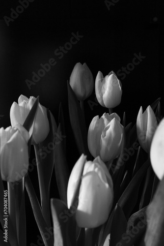 black and white tulip flower bunch 