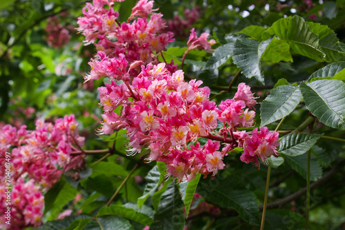 flowering branch of Aesculus  carnea or  red horse chestnut tree photo