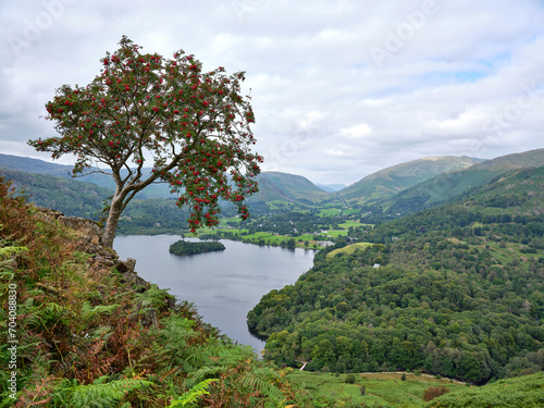 Grasmere from Loughrigg Fell with Rowan Tree with berries in foreground, Lake District, UK