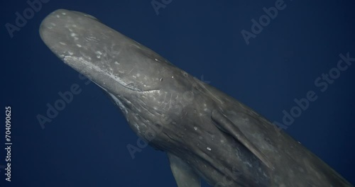 Large whale swim in the blue ocean. People dive to mammals under water. Blue whale or sperm whale playing in blue water. Underwater shot of a wild whale panting. Aquatic wild marine animals, Mauritius photo