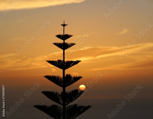 Sunset over the ocean with silhuette of Norfolk Island pine tree photo