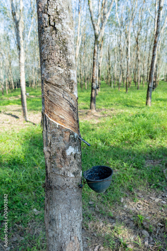 Thailand. Kao-Lak. Rubber extraction on the plantation.