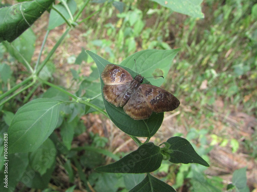 A small brown butterfly sitting on a leaf in the forest