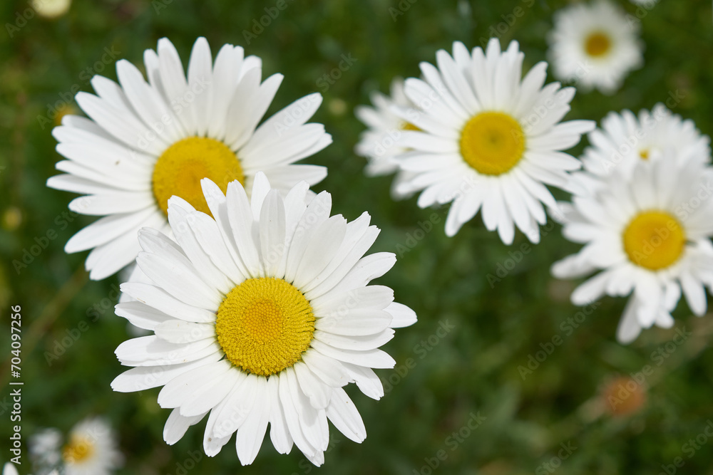 Obraz premium daisies