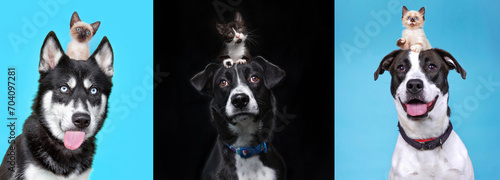 Photography cute dogs with kittens on an isolated background