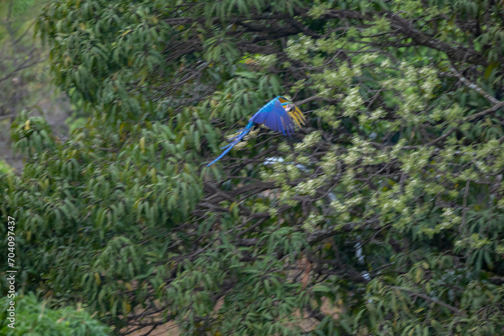 Beautiful blue and yellow macaws flying in the Brazilian rainforest