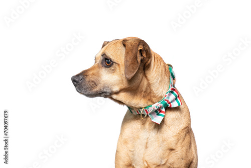 studio shot of a cute dog on an isolated background