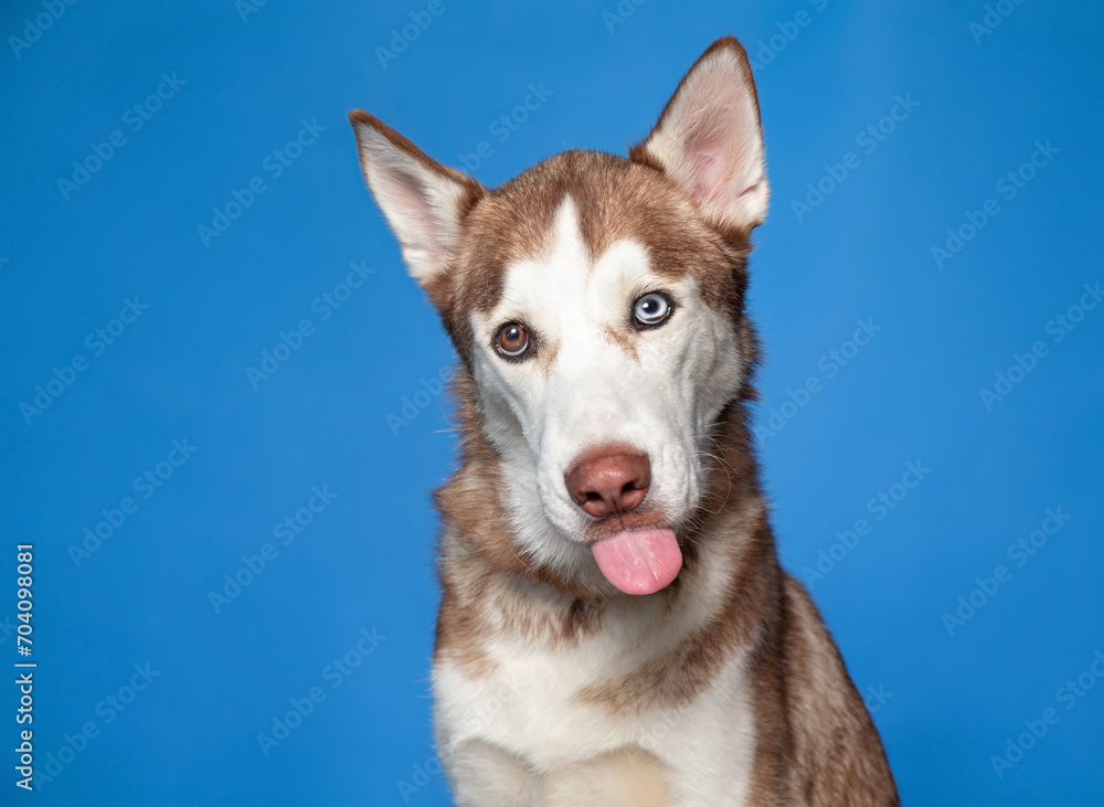 studio shot of a cute dog on an isolated background studio shot of a cute dog on an isolated background