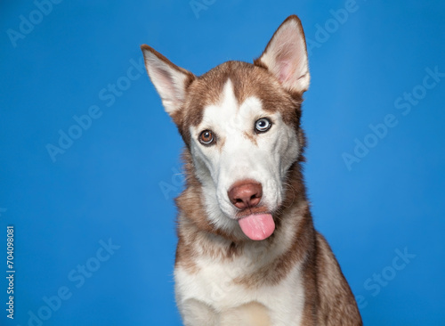 studio shot of a cute dog on an isolated background © annette shaff