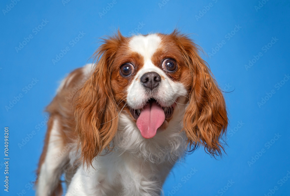 studio shot of a cute dog on an isolated background studio shot of a cute dog on an isolated background