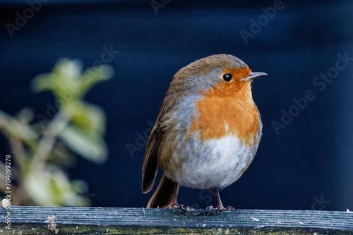 robin on a fence