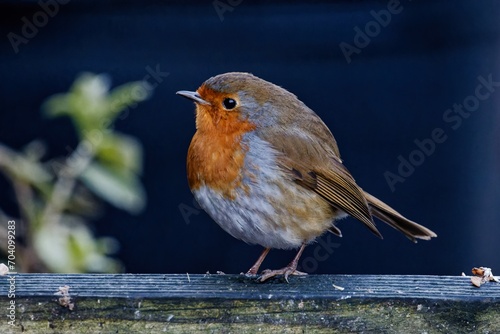 robin on a fence