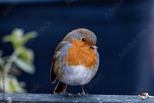 robin on a fence