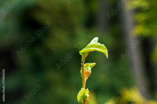 Tulip liriodendron is a beautiful ornamental tree. Tulip liriodendron in early spring. Close-up.