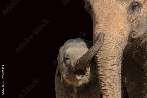 Elefantenbaby vor dunklem Hintergrund photo