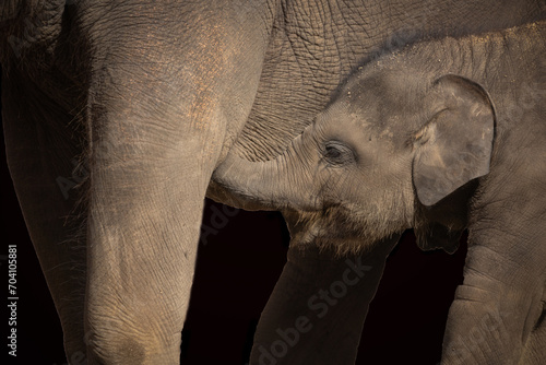 Elefantenbaby vor dunklem Hintergrund