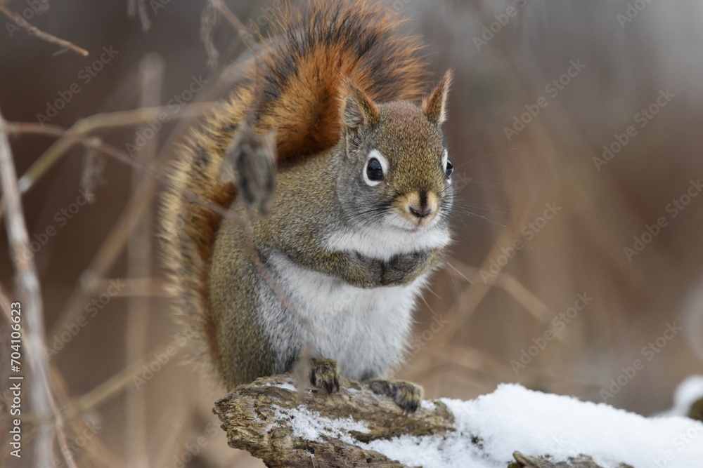 Fototapeta premium La Plaine 6 Janvier 2024