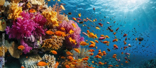 Vibrant fish and stunning fairy-like world in the Red Sea's coral gardens. © TheWaterMeloonProjec