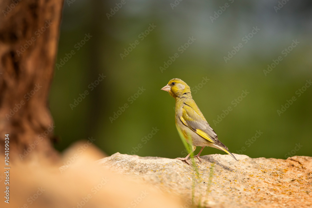 Bird - European Greenfinch (Chloris chloris) is a small songbird of the family Fringillidae and order of the Passeriformes.