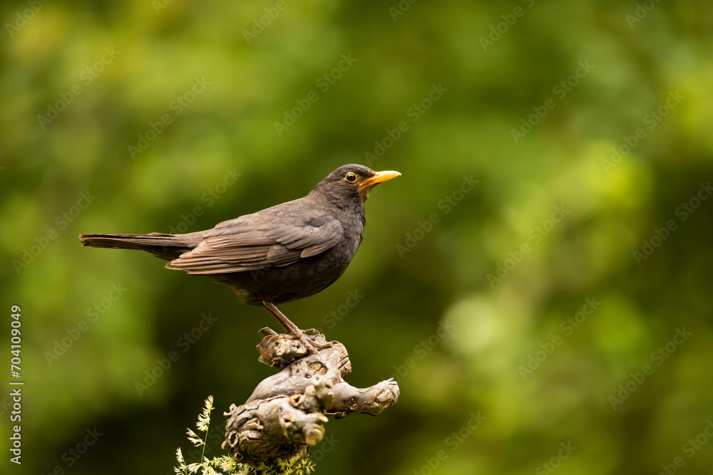 Common eurasian blactbird (Turdus merula) in nature habitat. Passerine bird on branch with green background, wildlife in Czech republic