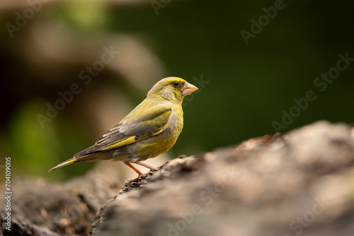 Bird - European Greenfinch (Chloris chloris) is a small songbird of the family Fringillidae and order of the Passeriformes.