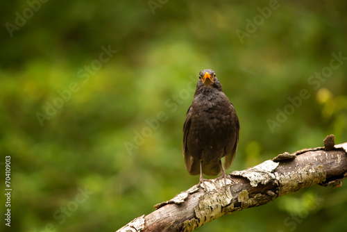 Obraz na płótnie Common eurasian blactbird (Turdus merula) in nature habitat. Passerine bird on branch with green background, wildlife in Czech republic w salonie