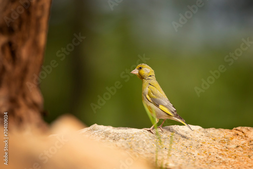 Obraz na płótnie Bird - European Greenfinch (Chloris chloris) is a small songbird of the family Fringillidae and order of the Passeriformes. w salonie