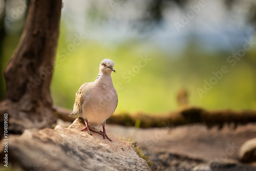 Obraz na płótnie Turtle dove (Streptopelia turtur), forest bird in the nature habitat, green background, Czech republic. Wildlife scene from green forest. w salonie