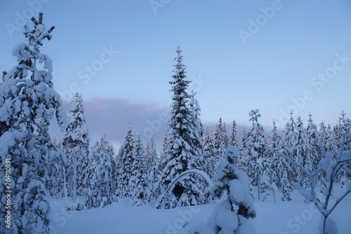 snow covered trees © Eemil