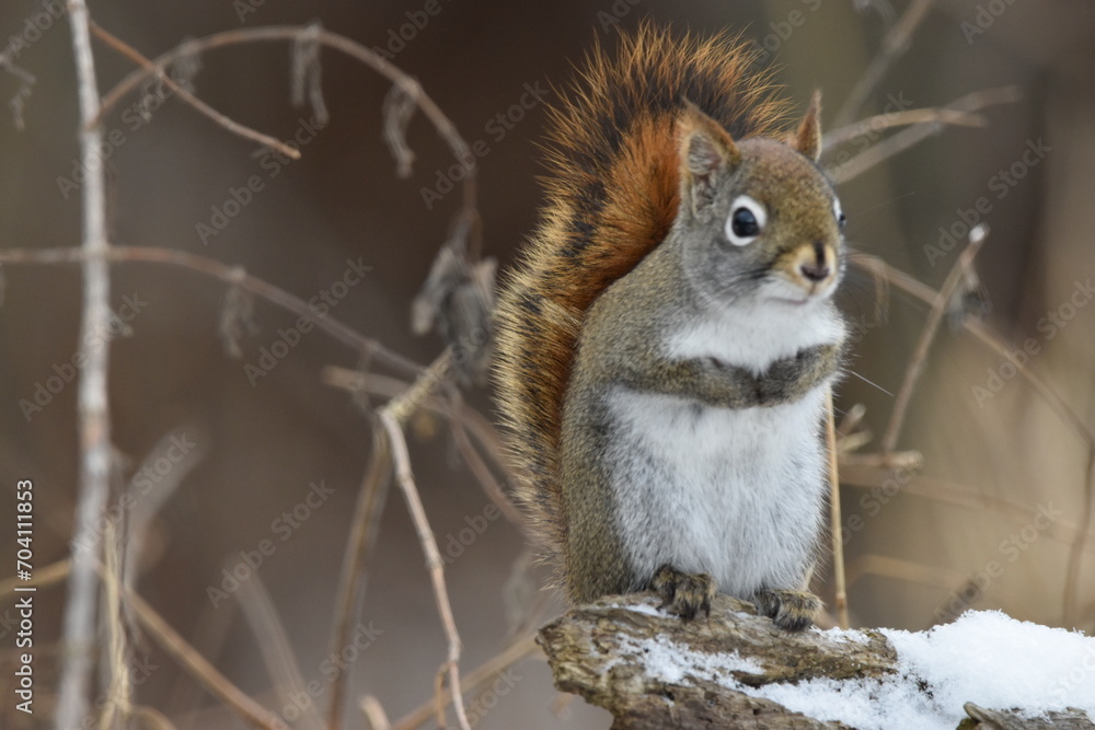 Obraz premium La Plaine 6 Janvier 2024