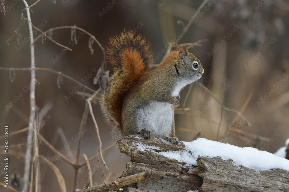 Fototapeta premium La Plaine 6 Janvier 2024