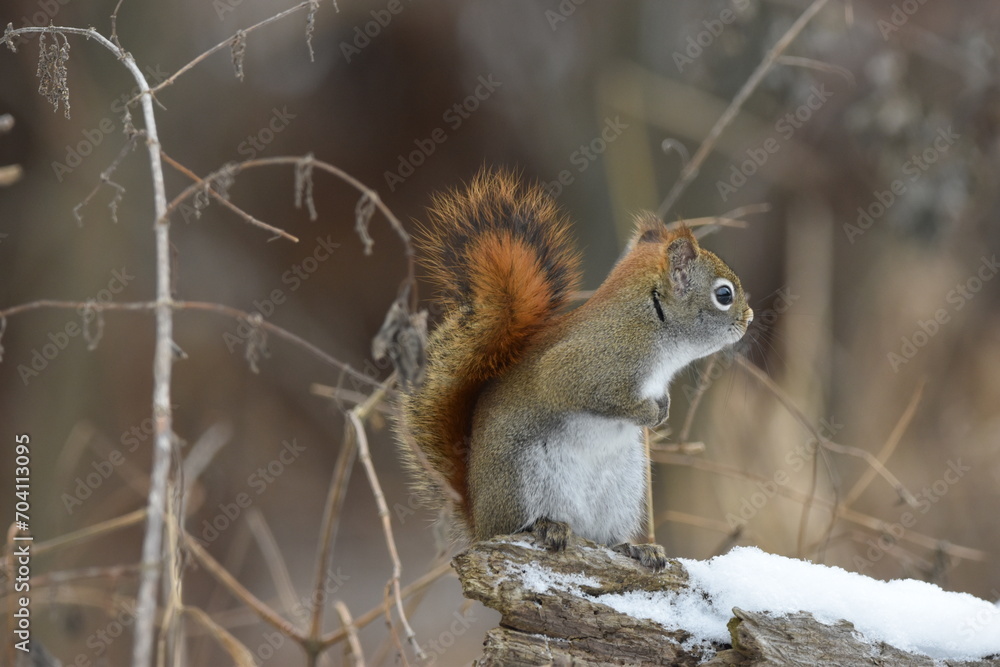 Obraz premium La Plaine 6 Janvier 2024