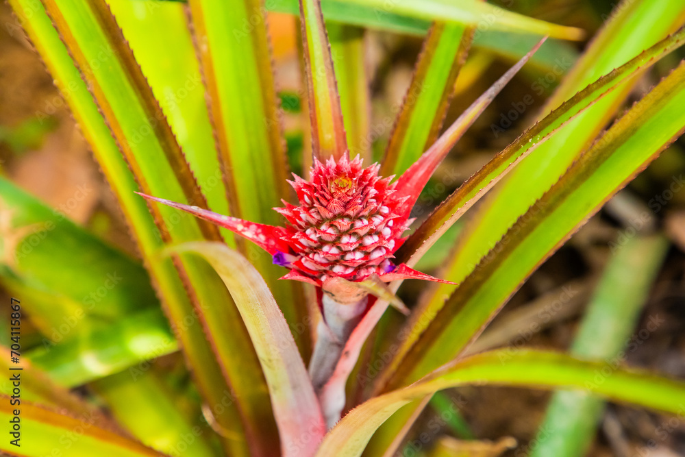 Young red pineaple on tree in garden Young red pineaple on tree in garden