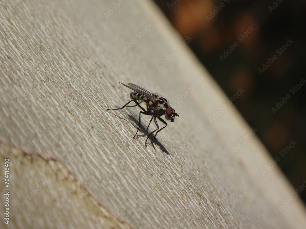 Rain fly (Anthomyia pluvialis), male resting on the trunk of a plane tree Rain fly (Anthomyia pluvialis), male resting on the trunk of a plane tree