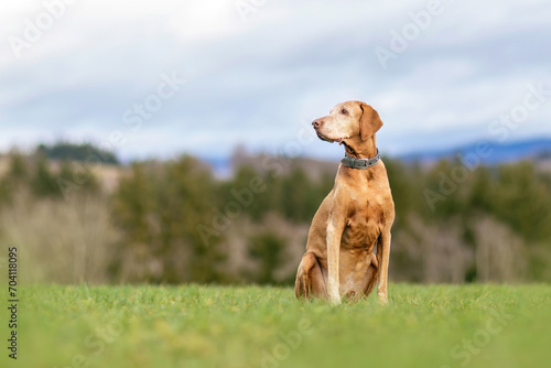 An elderly Magyar Vizsla dog outdoors