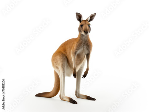 Kangaroo isolated on white background