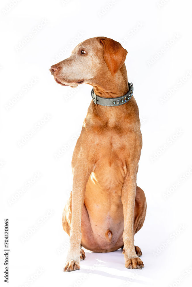 An elderly Magyar Vizsla dog isolated on white background