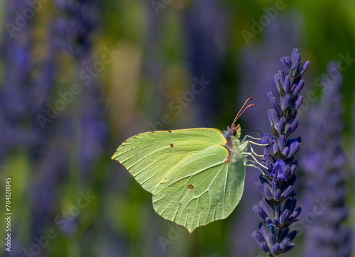 Zitronenfalter am Lavendel