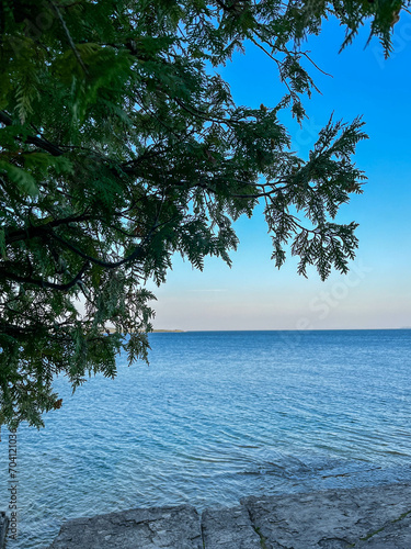 Fototapeta Naklejka Na Ścianę i Meble -  tree on the lake