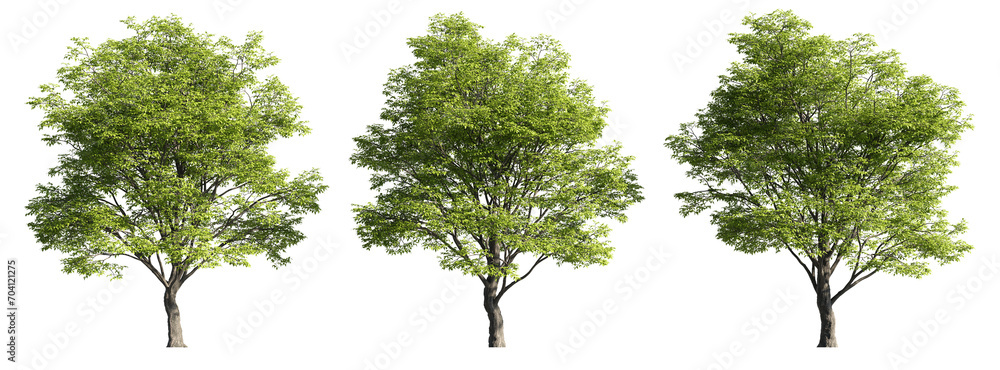 Celtis sinensis trees, realistic 3D rendering, for illustration, digital composition & architecture visualization - obrazy, fototapety, plakaty 