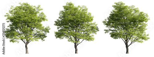Celtis sinensis trees  realistic 3D rendering  for illustration  digital composition   architecture visualization