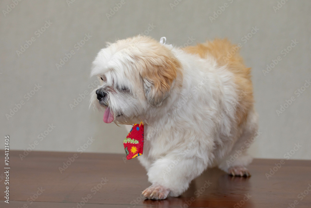 Beautiful shih tzu puppy in selective focus Beautiful shih tzu puppy in selective focus