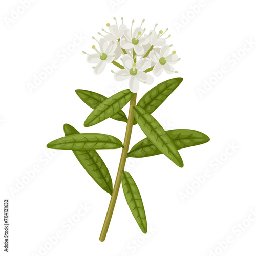 Vector illustration, Labrador Tea, scientific name Rhododendron groenlandicum, isolated on white background.