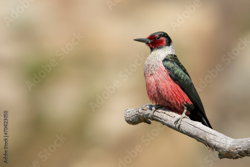 Photos Lewis's Woodpecker Poses on Branch