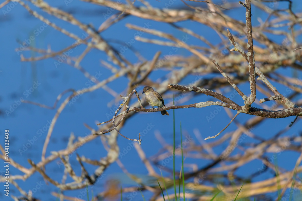 An Eastern Phoebe at Arcadia Marsh, in Arcadia, Michigan. An Eastern Phoebe at Arcadia Marsh, in Arcadia, Michigan.