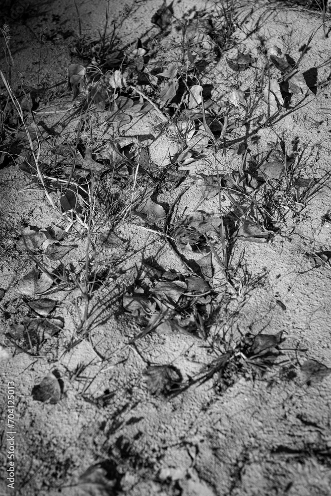 Fallen dried yellow leaves on the ground in autumn. Autumn colors, the season of falling leaves, the change of seasons, the revival of trees. Black and white photo Fallen dried yellow leaves on the ground in autumn. Autumn colors, the season of falling leaves, the change of seasons, the revival of trees. Black and white photo