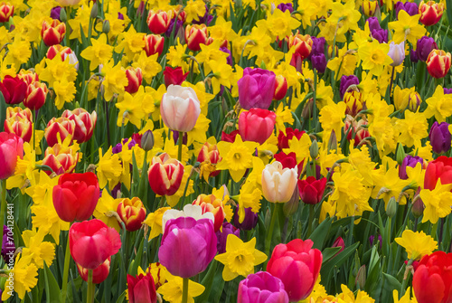 Bunte Frühlingswiese mit Tulpen und Narzissen photo