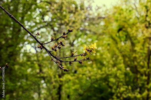 Sessile oak or Quercus petraea new springtime foliage and male catkins photo