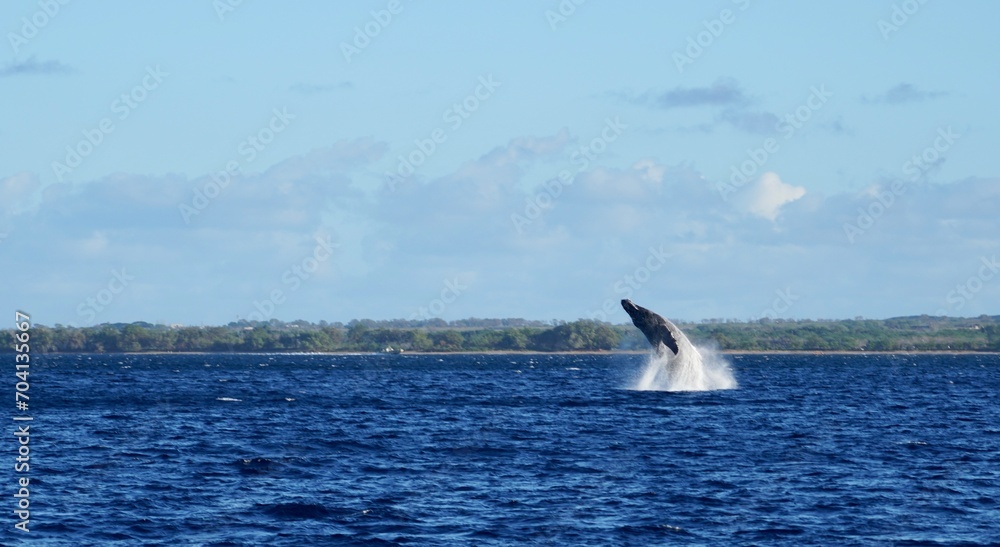 Fototapeta premium Humpback Whale